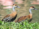 West Indian Whistling Duck (WWT Slimbridge June 2010) - pic by Nigel Key